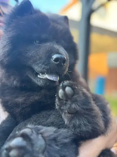 chow chow puppy, View more