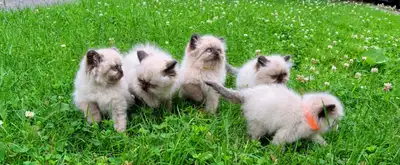 PURE BRED HIMALAYAN KITTENS, View more