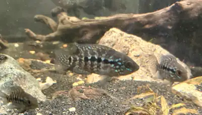 We have (what we think) a cool Hybrid group of Jaguar F X Texas Cichlid M babies Many pushing 3-4” a...