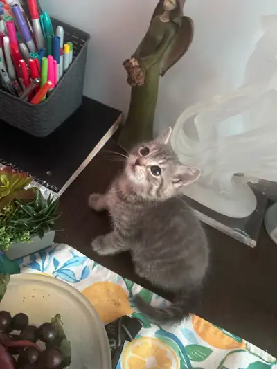 2 Kittens with mum for sale 2 months old, View more