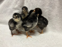 4 Whiting true blue or green egger chicks