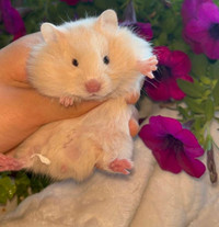 hamsters - ethical hamstery waitlist open