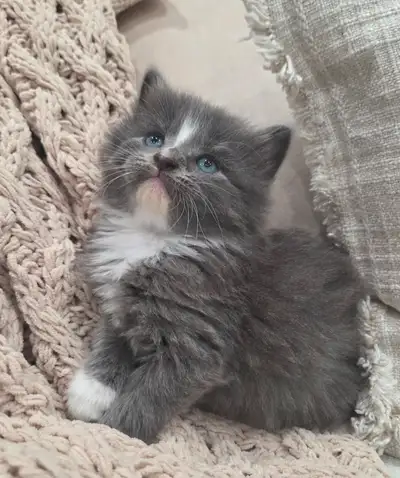 Chaton Siberien hypoallergene, View more