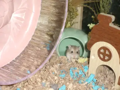 Roborovski hamster, View more