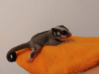 2 baby Sugar Glider Joeys (boy and girl) Reserving right now! :)