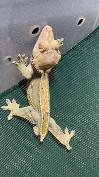 Make RTB Crested Gecko 