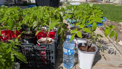 Tomato, pepper, cucumber, Loofah ,Bitter gourd  plants, View more
