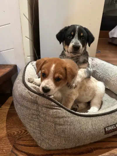 super puppies , View more