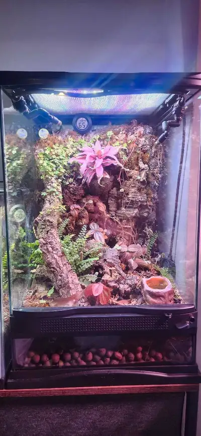 Live Terrarium with real tropical plants, springtails and isopods. Full bioactive ecosystem. Pick up...