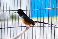 Make White-rumped Shama