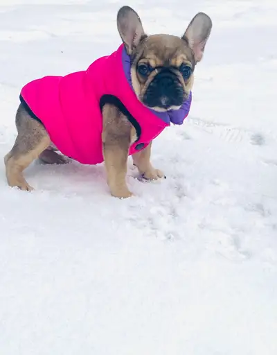 Stunning French bulldog female puppy !!, View more