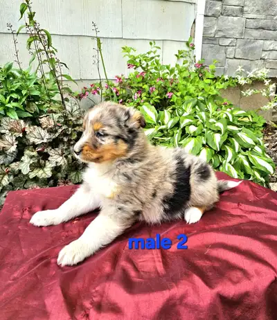 Miniature Australian Shepherd puppies, View more