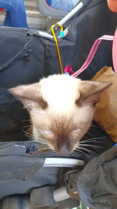 LAST FEMALE SIAMESE SPAYED , View more