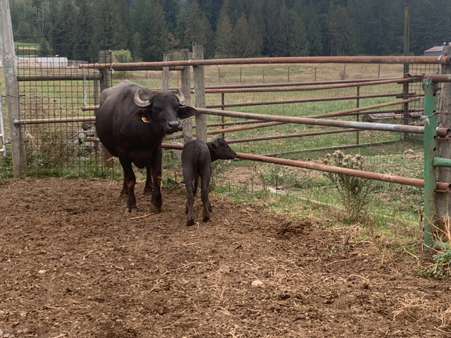 Water Buffalos for sale  in Livestock in Chilliwack - Image 2