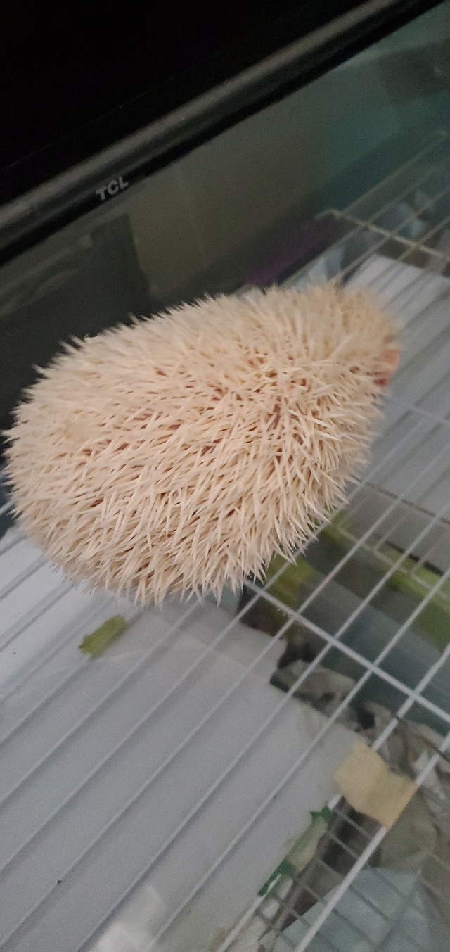 Hedgehogs [albinos]  in Small Animals for Rehoming in City of Toronto - Image 2