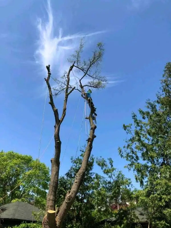 Tree Pruning And Removal 647 654-1884 in Lawn, Tree Maintenance & Eavestrough in City of Toronto - Image 10