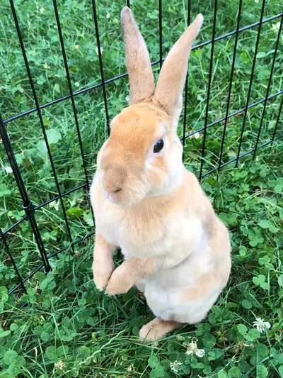 Looking to rehome my Mini Rex rabbit, View more