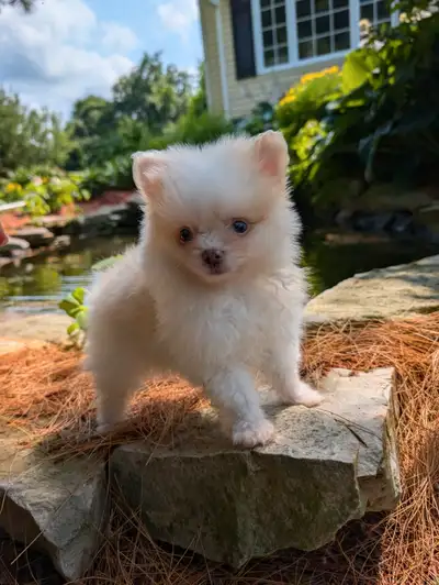 Pomeranian puppies normal size and teacup size, View more