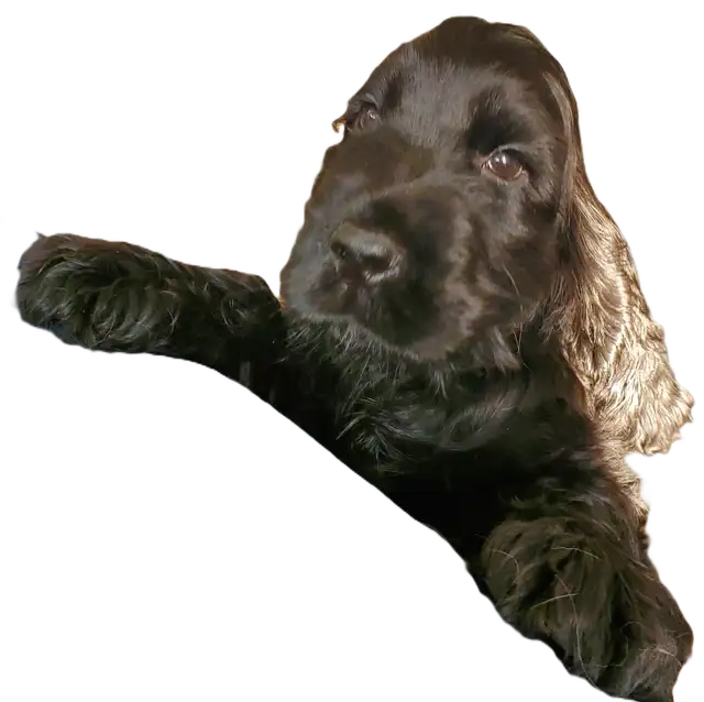 cocker spaniel  (English) ckc registred puppy black male in Dogs & Puppies for Rehoming in Ottawa - Image 2