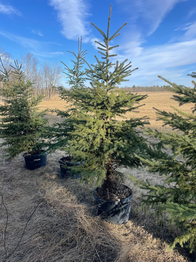 48 foot spruce trees in pots Plants, Fertilizer & Soil St. Albert