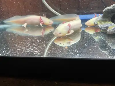 Selling my axolotls message me to discuss price and how many u want ..