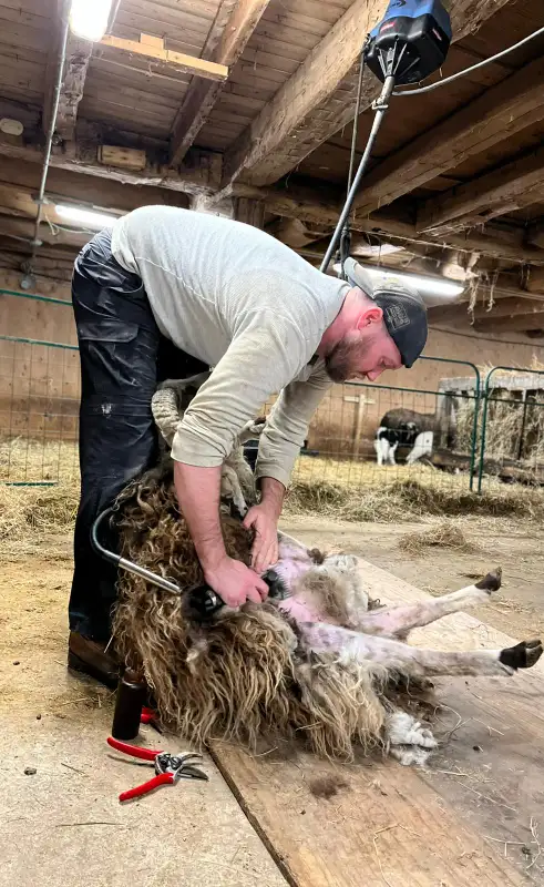Sheep shearing alpaca and llama in Livestock in Hamilton - Image 5