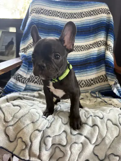  French bulldog, View more