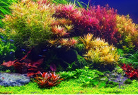 In search of unwanted aquarium plants and shrimps