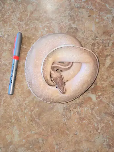 Koki the mystic potion ball python, View more