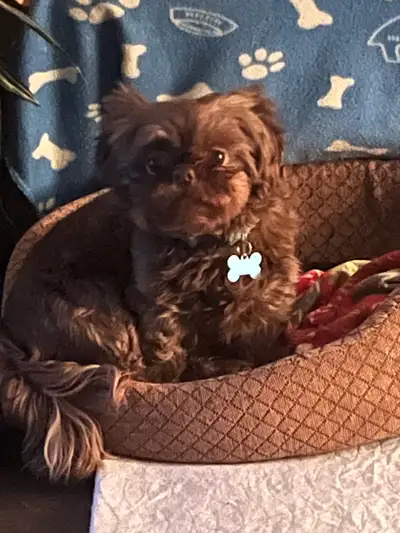shorkie puppies, View more