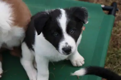 We have a litter of purebred, registered Border Collie puppies ready to head home Mother's Day weeke...