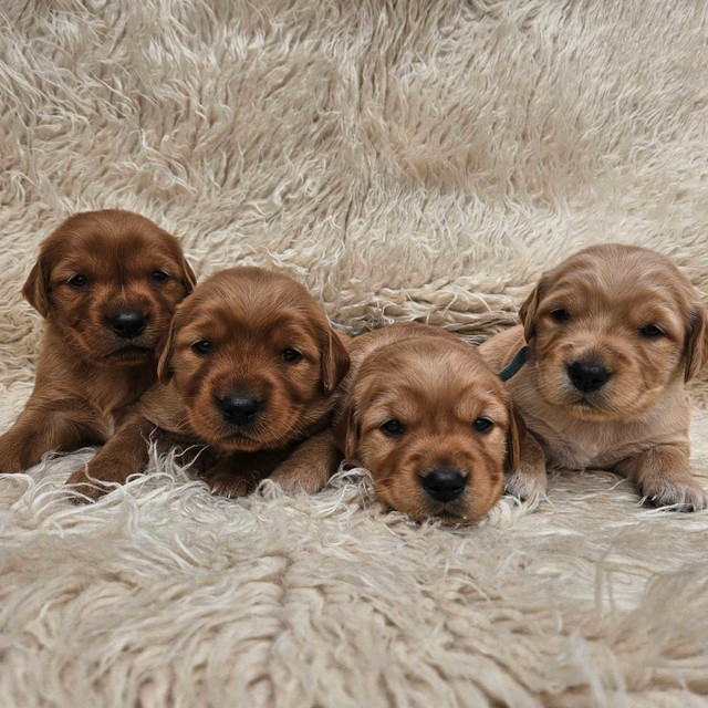 Cutest Lil GOLDEN RETRIEVERS around in Dogs & Puppies for Rehoming in Edmonton - Image 2