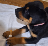 Pure Breed Championship Rottweiler Puppies For Sale