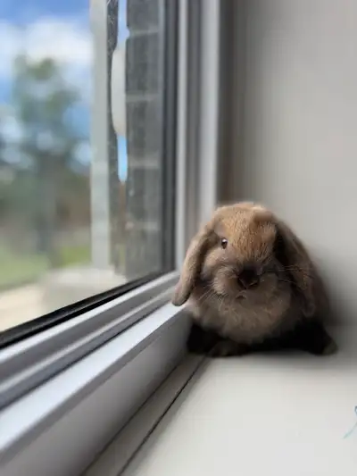 Holland Lop bunny , View more