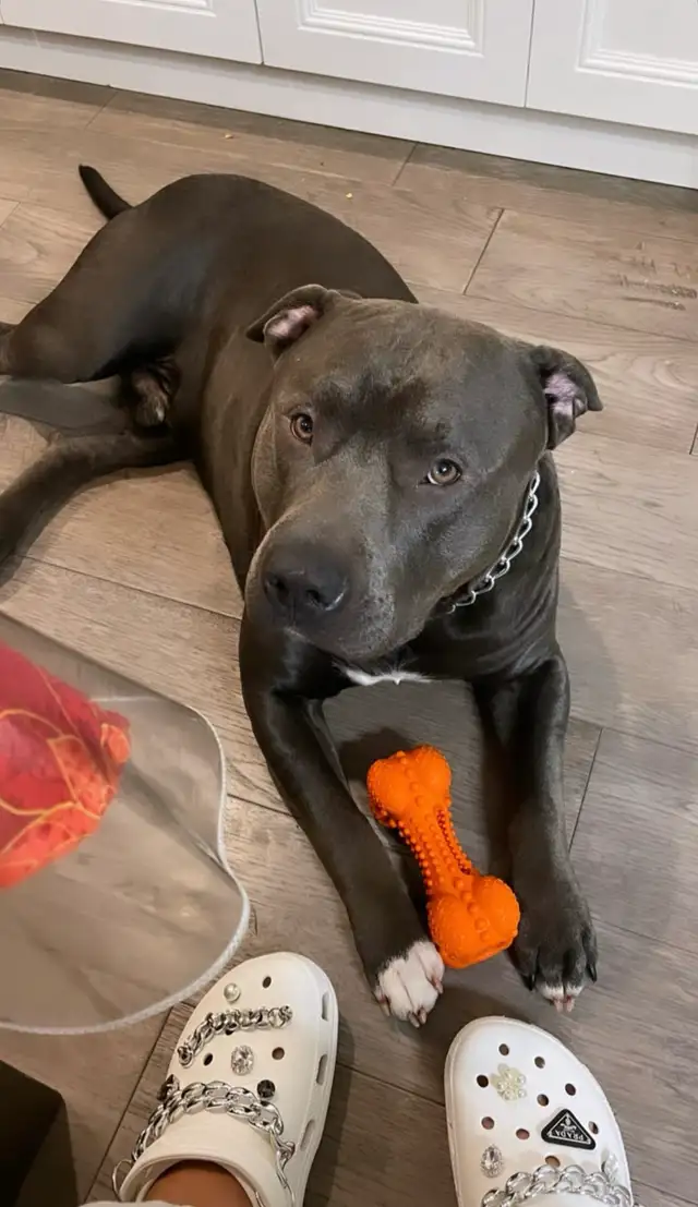 !!!!! 4 year old male beautiful dog !!!!!  (URGENT) in Dogs & Puppies for Rehoming in Markham / York Region - Image 5