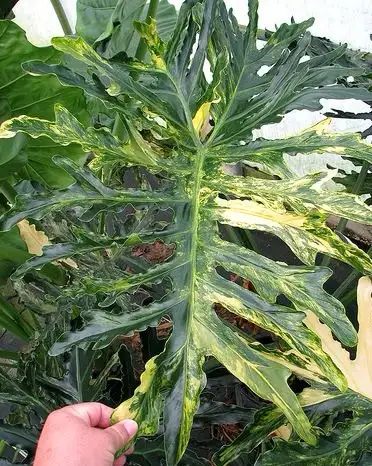 Philodendron variegata, View more