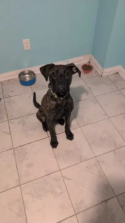 7 month old needs new home, View more