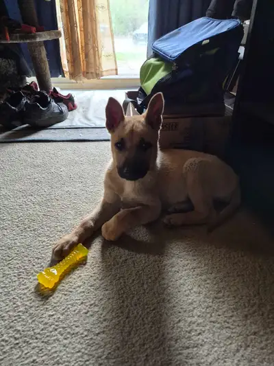 female shepard for rehoming, View more