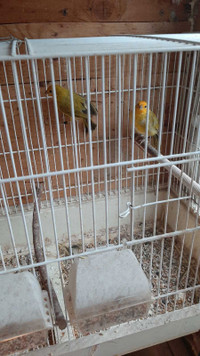 pair of Brazilian canaries 