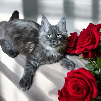 Magnifique mainecoon élever en milieu familiale avec enfants et autres animaux ! Il me reste porter...