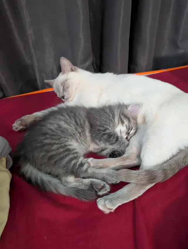 2 Siamese Maine coon mix kittens in Cats & Kittens for Rehoming in City of Toronto - Image 2