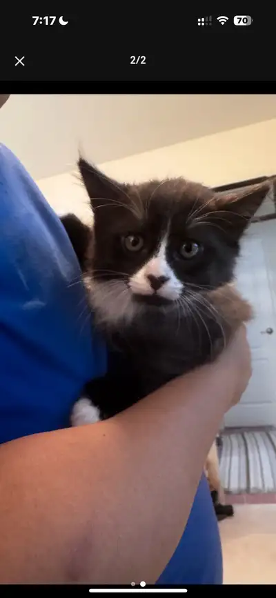 adorable tuxedo kitten available for new home, View more