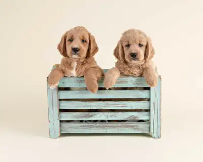 Adorable Mini GOLDEN DOODLE Puppies FOR SALE!, View more
