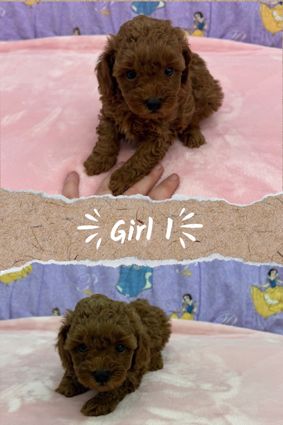 We have 2 baby toy poodles that will be ready for their new homes on approximately April 26th. They...