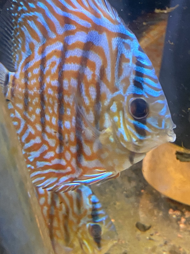 Red turquoise discus Fish for Rehoming Ottawa Kijiji