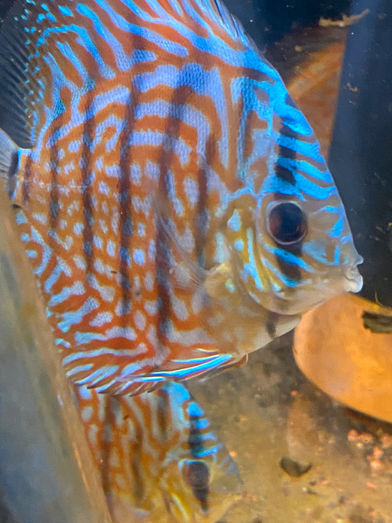 Red turquoise discus Fish for Rehoming Ottawa Kijiji