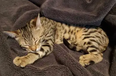 Bengals for sale, View more