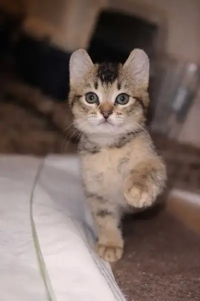 Chaton Highland Lynx REFR, View more