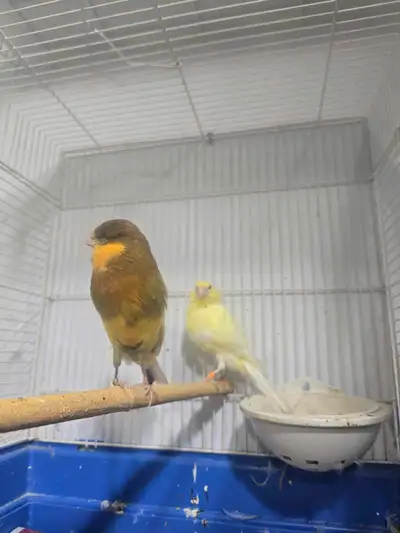 canaries for sale, View more