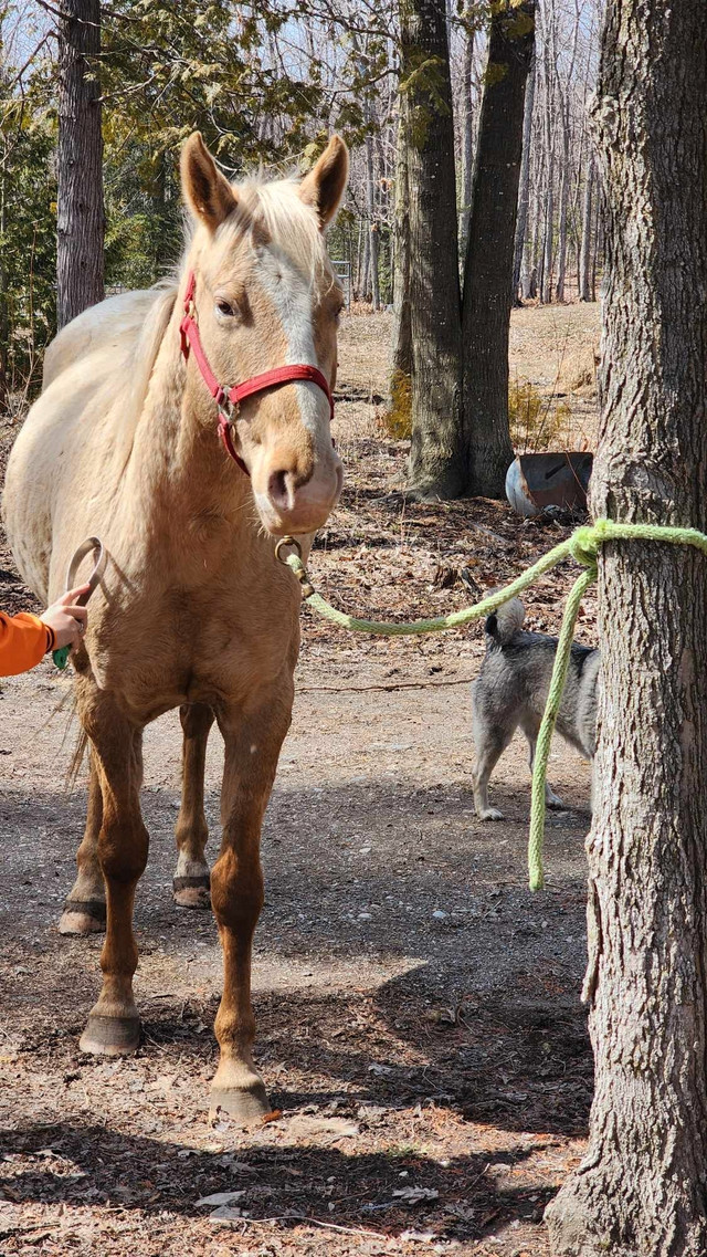 palomino appaloosa gelding  in Horses & Ponies for Rehoming in Sudbury - Image 2